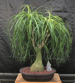 Ponytail Palm Bonsai Tree <br><i>(beaucamea recurvata)</i>