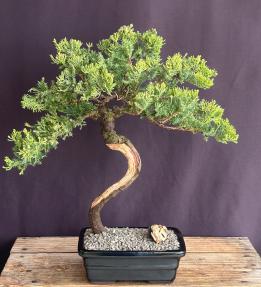 Juniper Bonsai Tree - Trained <br><i>(juniper procumbens nana)</i>