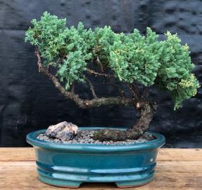 Juniper Bonsai Tree - Trained <br><i>(juniper procumbens nana)</i>