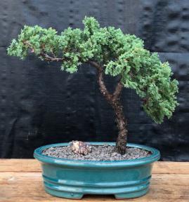 Juniper Bonsai Tree - Trained <br><i>(juniper procumbens nana)</i>