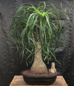 Ponytail Palm Bonsai Tree <br><i>(beaucamea recurvata)</i>