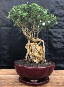 Flowering Mount Fuji Serissa Bonsai Tree<br>Root Over Rock Style<br><i>(serissa foetida)</i>