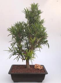 Flowering Podocarpus Bonsai Tree<br><i>(podocarpus macrophyllus)</i>