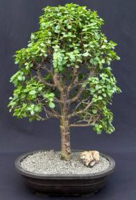 Baby Jade Bonsai Tree<br><i>(Portulacaria Afra)</i>