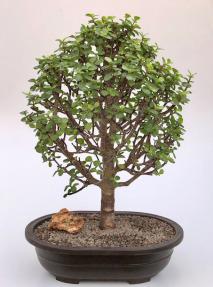 Baby Jade Bonsai Tree<br><i>(Portulacaria Afra)</i>