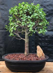 Baby Jade Bonsai Tree<br><i>(Portulacaria Afra)</i>