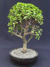 Baby Jade Bonsai Tree<br><i>(Portulacaria Afra)</i>