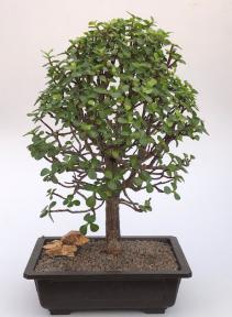 Baby Jade Bonsai Tree<br><i>(Portulacaria Afra)</i>