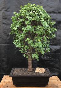 Baby Jade Bonsai Tree<br><i>(Portulacaria Afra)</i>