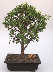 Baby Jade Bonsai Tree<br><i>(Portulacaria Afra)</i>