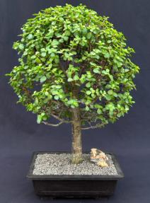 Baby Jade Bonsai Tree<br><i>(Portulacaria Afra)</i>