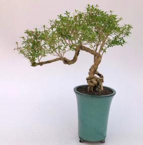 Chinese Flowering White Serissa <br>Bonsai Tree of a Thousand Stars <br>Raised Roots & Semi Cascade Style<br>(serissa japonica)</i>