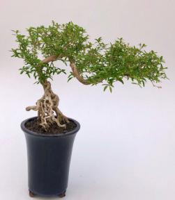 Chinese Flowering White Serissa <br>Bonsai Tree of a Thousand Stars <br>Raised Roots & Semi Cascade Style<br>(serissa japonica)</i>