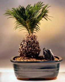 Sago Palm Bonsai Tree<br><i>(cycas revoluta)</i>