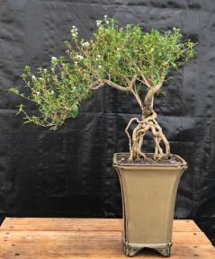 Chinese Flowering White Serissa <br>Bonsai Tree of a Thousand Stars <br>Raised Roots & Semi Cascade Style<br>(serissa japonica)</i>