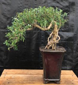 Chinese Flowering White Serissa <br>Bonsai Tree of a Thousand Stars <br>Raised Roots & Semi Cascade Style<br>(serissa japonica)</i>