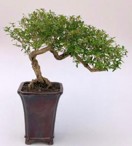 Chinese Flowering White Serissa <br>Bonsai Tree of a Thousand Stars <br>Semi Cascade Style<br>(serissa japonica)</i>