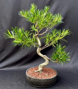 Flowering Podocarpus Bonsai Tree <br>Curved Trunk Style<br><i>(podocarpus macrophyllus)</i>