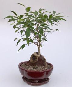 Oriental Ficus Bonsai Tree<br>Coiled Trunk Over Rock<br><i>(ficus benjamina 'orientalis')</i>