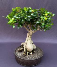 Ginseng Ficus Bonsai Tree<br><i>(ficus retusa)</i>