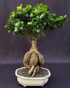 Ginseng Ficus Bonsai Tree<br><i>(ficus retusa)</i>