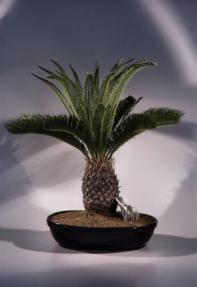 Sago Palm Bonsai Tree<br>28