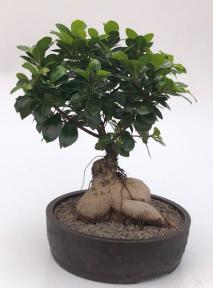 Ginseng Ficus Bonsai Tree<br><i>(ficus retusa)</i>