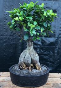 Ginseng Ficus Bonsai Tree<br><i>(ficus retusa)</i>