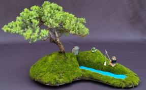 Juniper Bonsai Tree - Trained<br>Planted on a Rock Slab<br><i>(juniper procumbens 