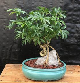 Hawaiian Umbrella Bonsai Tree<br>Coiled Trunk & Root Over Rock<br><i>(Arboricola Schefflera 'Luseanne')</i>