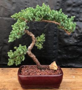 Juniper Bonsai Tree - Trained <br><i>(juniper procumbens nana)</i>