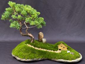 Juniper Bonsai Tree - Trained with Jin & Shari Style<br>Planted on a Rock Slab<br><i>(juniper procumbens 