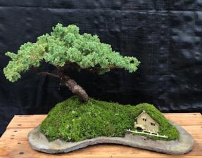 Juniper Bonsai Tree - Trained<br>Planted on a Rock Slab<br><i>(juniper procumbens 