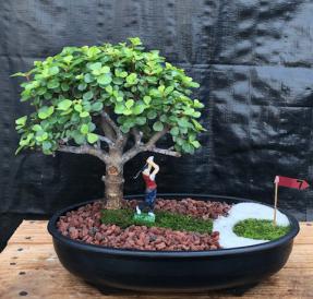 Baby Jade Bonsai Tree - Miniature Golf Course Scene<br><i>(portulacaria afra)