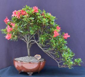 Flowering Tropical Duc De Rohan Azalea Bonsai Tree <br>Cascade Style<br><i> (southern indica)</i>