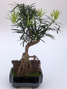 Flowering Podocarpus Bonsai Tree<br>Root Over Rock<br><i>(podocarpus macrophyllus)</i>