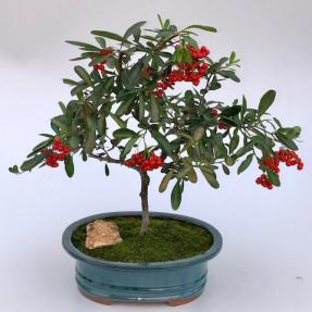 Flowering Pyracantha Bonsai Tree<br><i>(pyracantha 'mohave')</i>