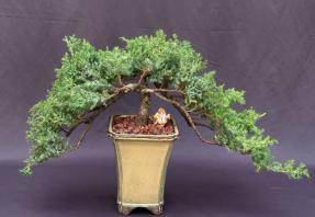 Juniper Bonsai Tree - Double Cascade Style<br><i>(juniper procumbens nana)</i>