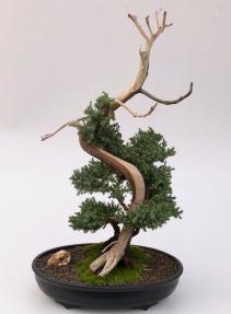 Juniper Bonsai Tree - Phoenix Graft<br><i></i>(juniper procumbens nana)