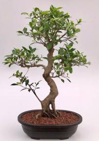 Ficus Retusa Bonsai Tree<br>Curved Trunk & Tired Branching<br><i>(ficus retusa)</i>