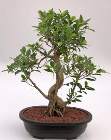 Ficus Retusa Bonsai Tree<br>Curved Trunk & Tired Branching<br><i>(ficus retusa)</i>