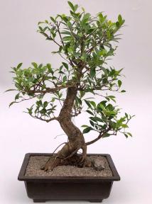 Ficus Retusa Bonsai Tree<br>Curved Trunk & Tired Branching<br><i>(ficus retusa)</i>