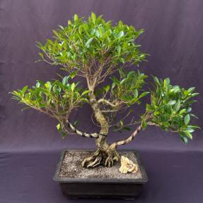 Ficus Retusa Bonsai Tree<br>Curved Trunk & Tired Branching<br><i>(ficus retusa)</i>