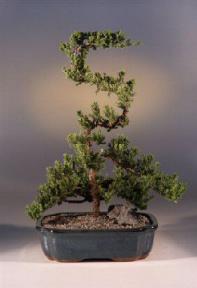 Juniper Bonsai Tree - Trained<br><i>(juniper procumbens nana)</i>