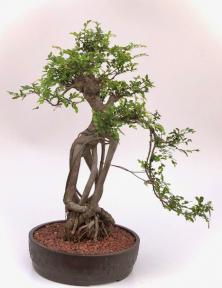 Chinese Elm Bonsai Tree<br>Raised Roots & Semi Cascade Style<br><i>(ulmus parvifolia)</i>