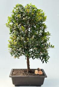 Flowering Brush Cherry Bonsai Tree<br><i>(eugenia myrtifolia)</i>