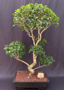 Flowering Ligustrum Bonsai Tree<br>Curved Trunk & Tiered Branching Style<br><i>(ligustrum lucidum)</i>