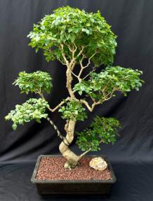 Flowering Ligustrum Bonsai Tree<br>Curved Trunk & Tiered Branching Style<br><i>(ligustrum lucidum)</i>