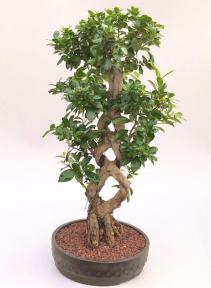 Fruiting Green Emerald Ficus Bonsai Tree<br>Braided Trunk <br><i>(ficus microcarpa)</i>