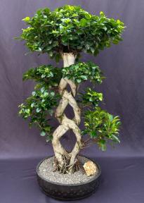 Fruiting Green Emerald Ficus Bonsai Tree<br>Braided Trunk <br><i>(ficus microcarpa)</i>